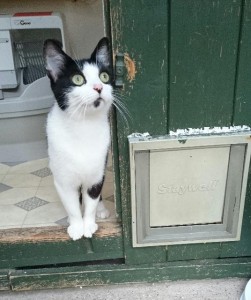 Yorkshire Cat Rescue.jpg Yorkshire Cat Rescue.jpg